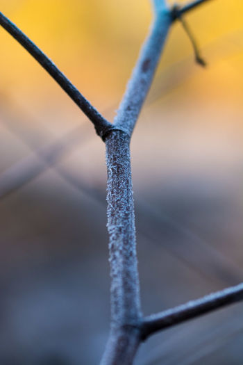 Close-up of frozen fence during winter