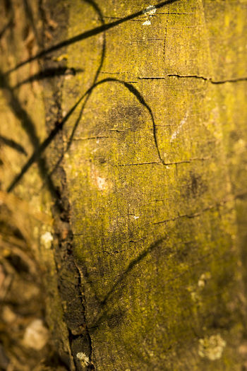 Full frame shot of tree trunk against wall