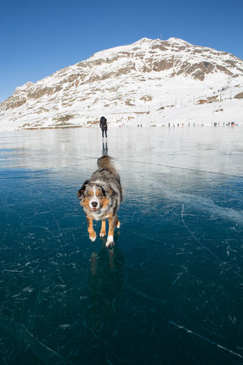Dog running on frozen lake