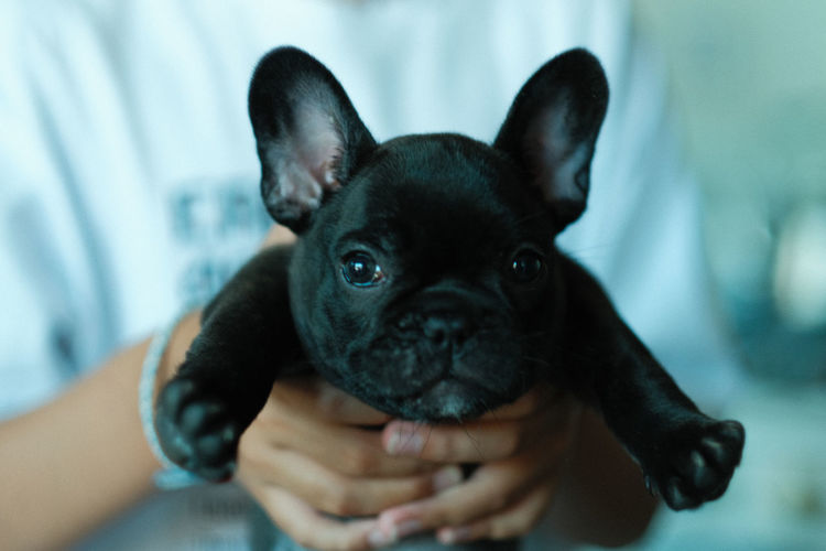 Close-up portrait of puppy french bulldog
