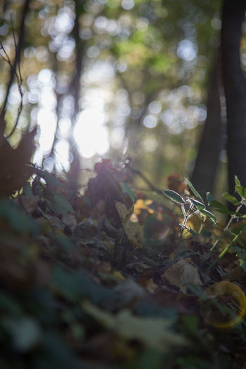 Close-up of tree in forest