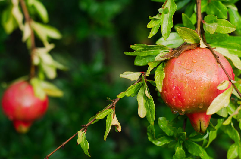 Close-up of apple growing on tree