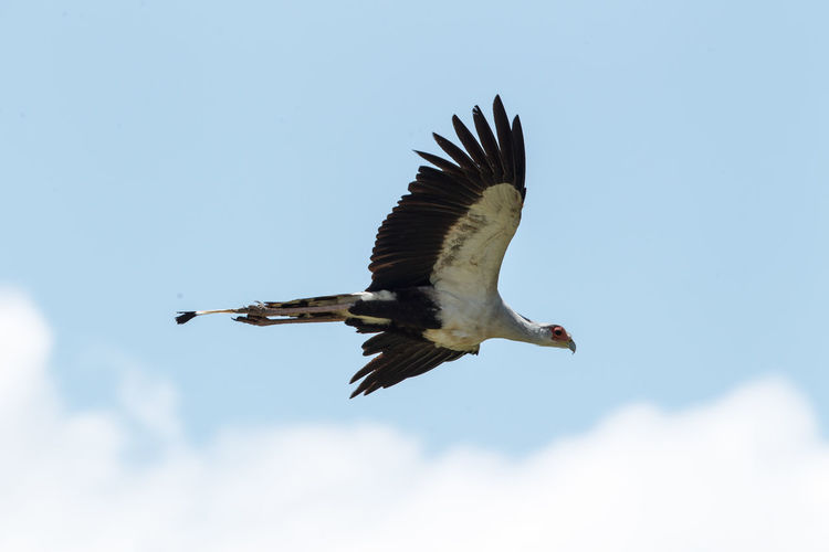 Low angle view of secretary bird flying against sky