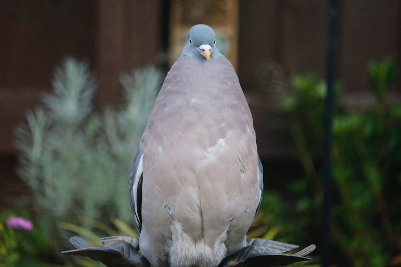 Close-up of pigeon perching on a tree