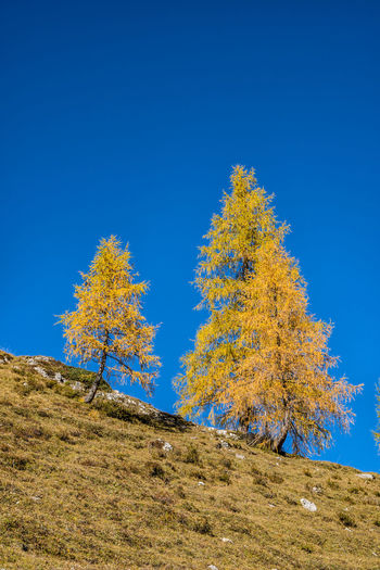 Autumn tree on landscape against clear blue sky