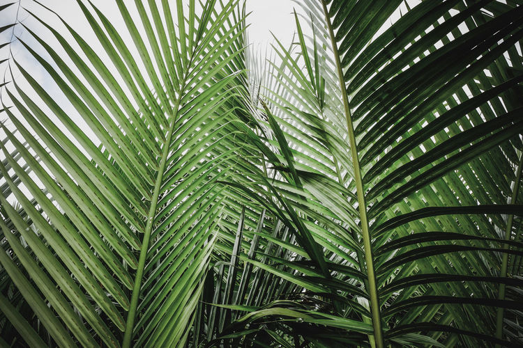 Close-up of palm tree leaves