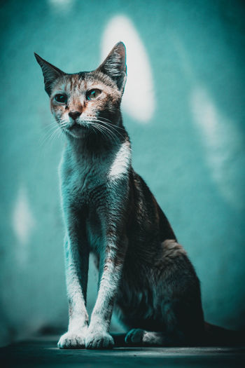 Portrait of dual colour cat sitting 