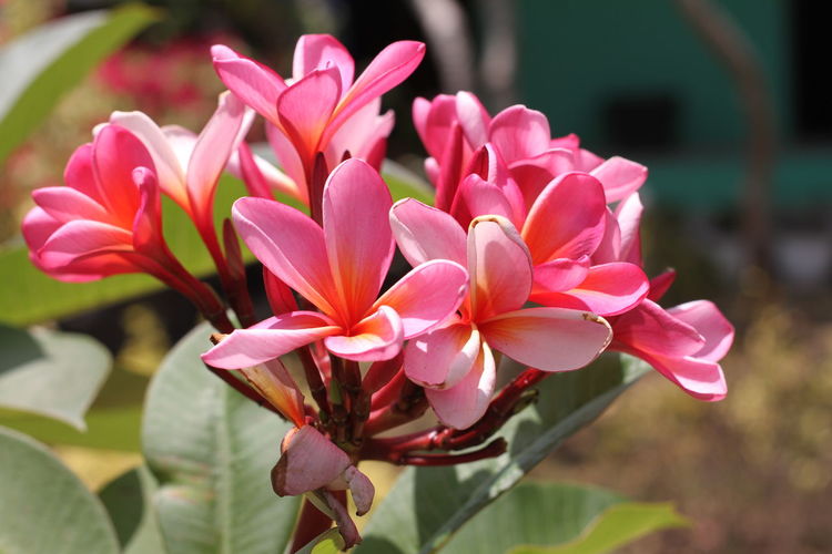 Close-up of pink flowering plant