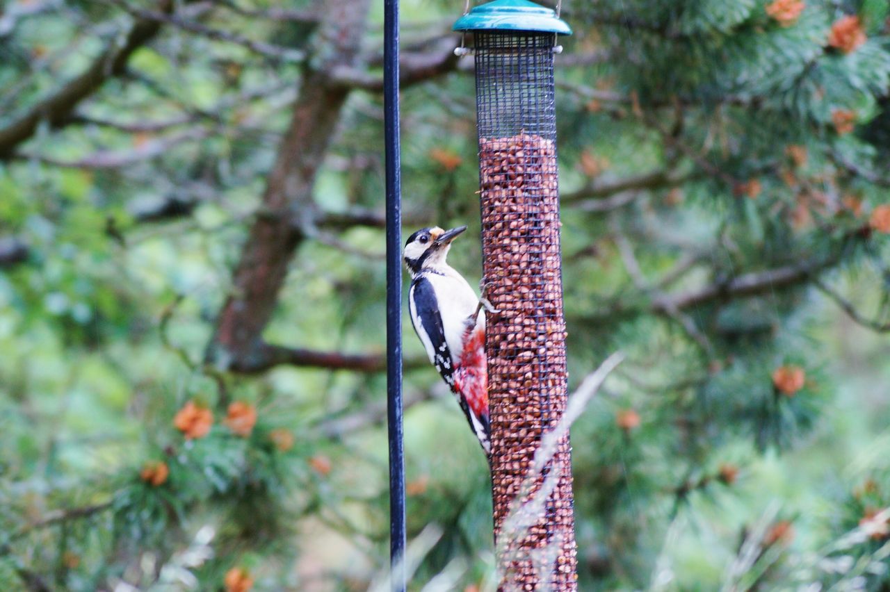 50 Bird Feeder Pictures Hd Download Authentic Images On Eyeem