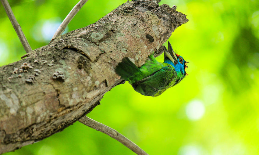 Close-up of blue-throated barbet perching on branch outdoors