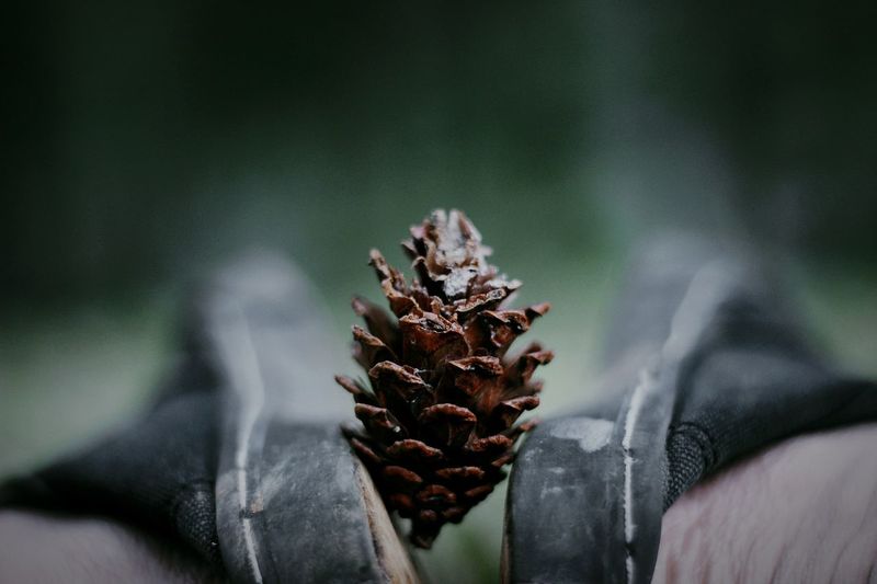 Low section of man with pine cone 