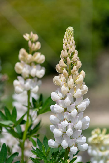 Close up of white lupin flowers in bloom