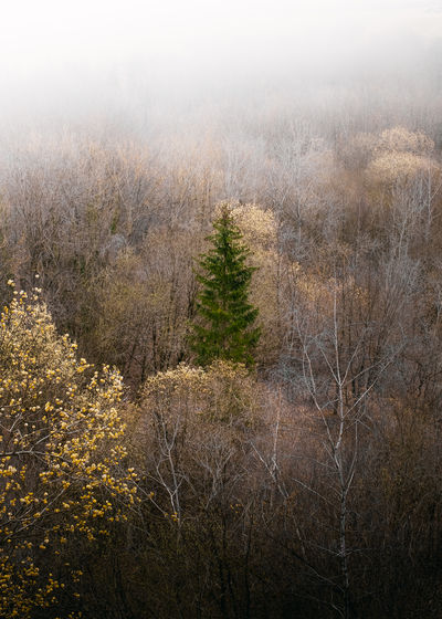 Aerial view of forest during winter
