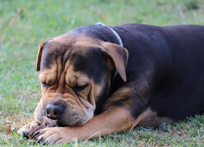 Close-up of a dog sleeping on field