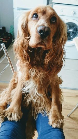Portrait of dog sitting