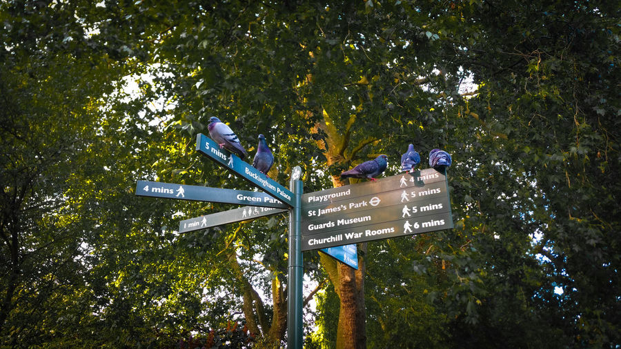 Low angle view of pigeons perching on road sign against trees
