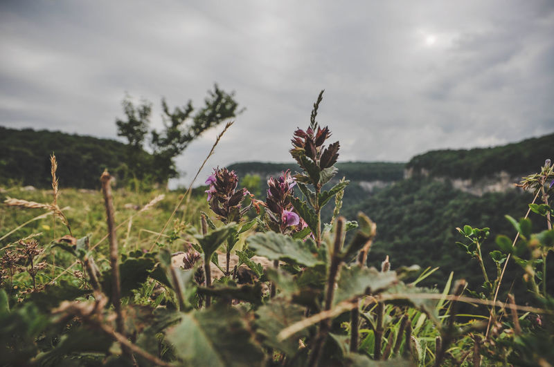 Close-up of flowering plants on field against sky