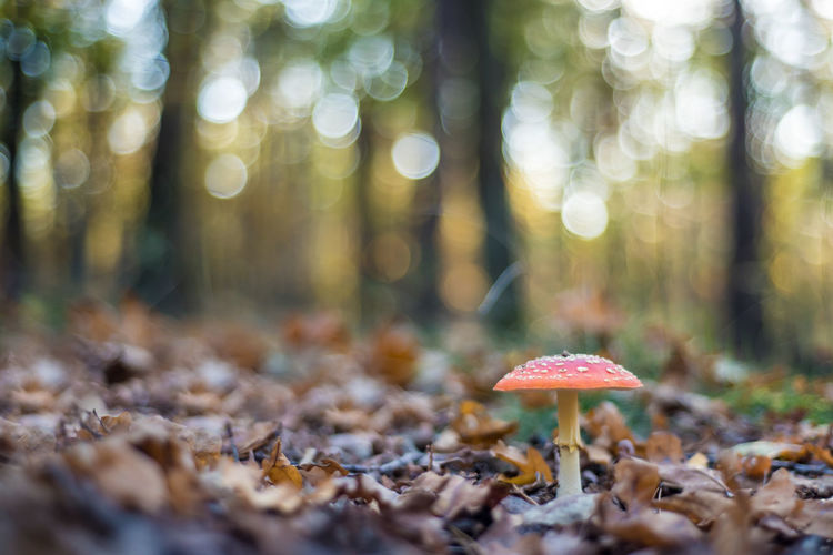 Close-up of mushroom growing on field