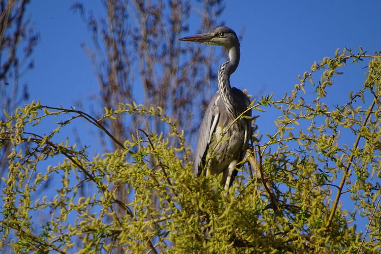 A heron on the tree