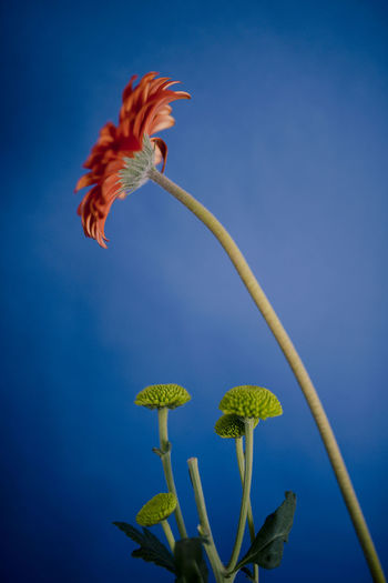 Close-up of flower on plant against blue sky