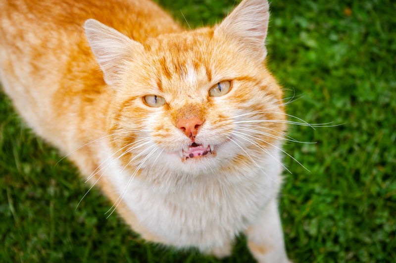 Close-up portrait of cat on field