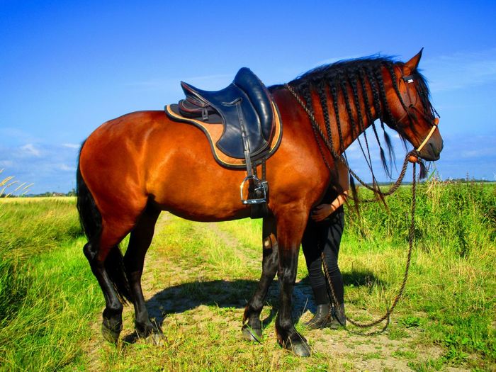 Low section of woman standing by horse on grass against sky