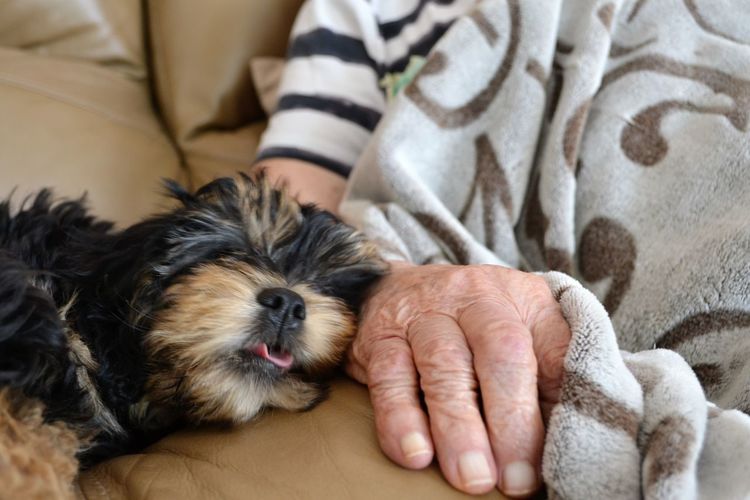 Puppy comforting elderly woman