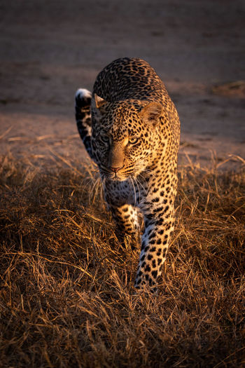 Leopard walks through grass in golden light