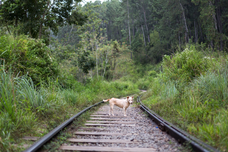 Cat standing on railroad track in forest