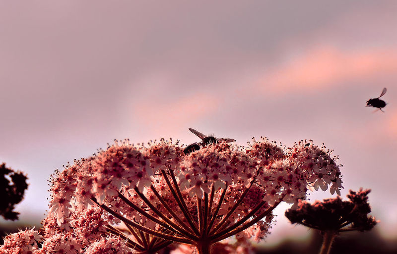 Close-up of bees pollinating on pink flowers against sky during sunset