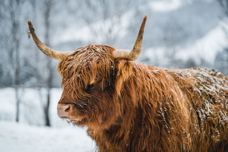 Highland Cattle pictures | Curated Photography on EyeEm