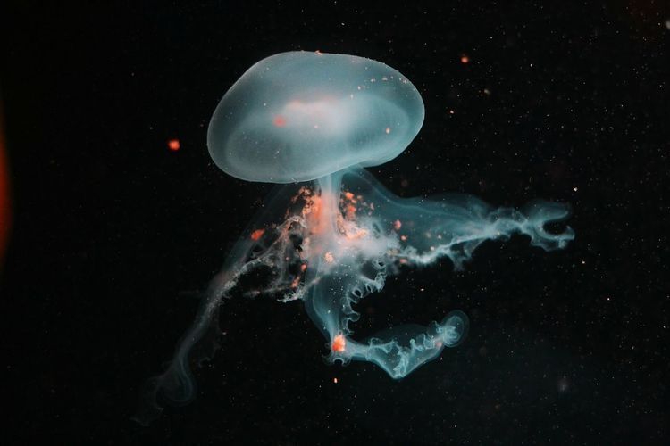 Jellyfish swimming underwater at aquadom