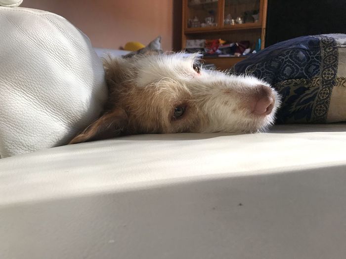 View of a dog resting on bed at home