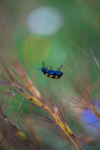 Close-up of insect on grass walllpaper