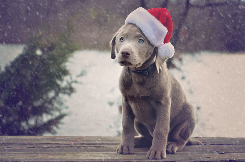 Puppy wearing santa hat on bench during winter