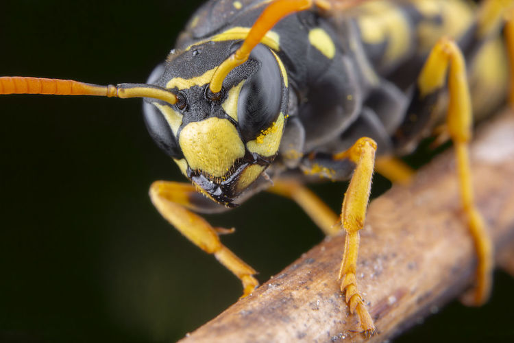 Macro portrait of a polistes dominula wasp posing on a flower