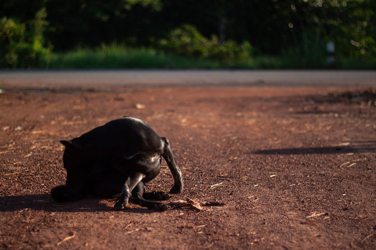 Black dog lying on field