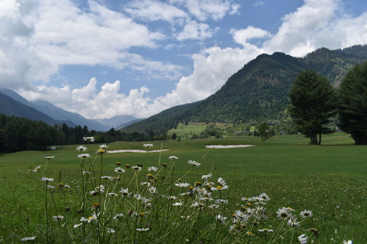 Scenic view of grassy field against cloudy sky