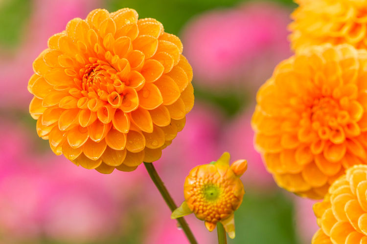 Close-up of marigold flower