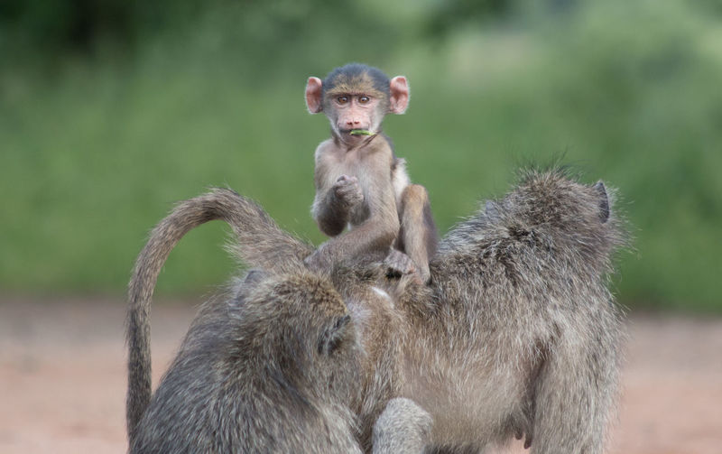 Portrait of infant sitting on chacma baboon at kruger national park
