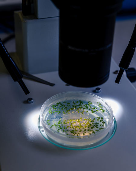 Culture in a petri dish under  stereomicroscope is examined for pharmaceutical bioscience research. 