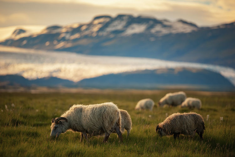 Sheep grazing on field