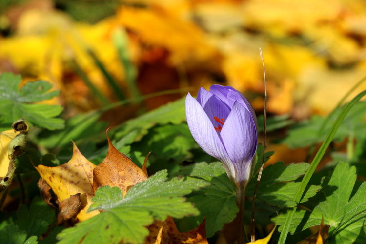 Close-up of flower growing on plant