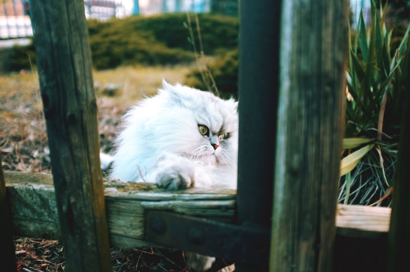 Cat looking away by fence