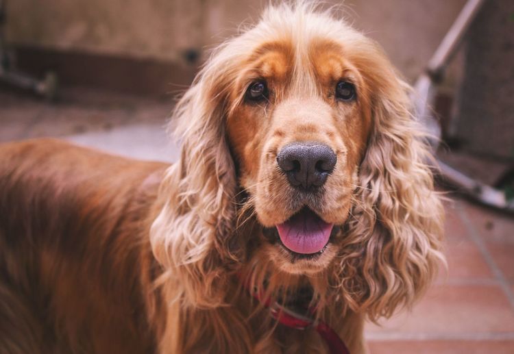 Close-up portrait of cocker spaniel