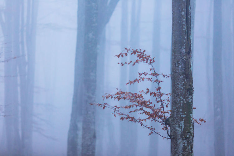 Scenic view of tree during winter