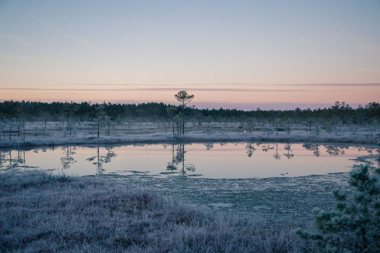 A beautiful morning landscape in a frozenswamp. a small swamp ponds in autumn. 