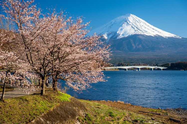 View of cherry tree with snowcapped mountain in background