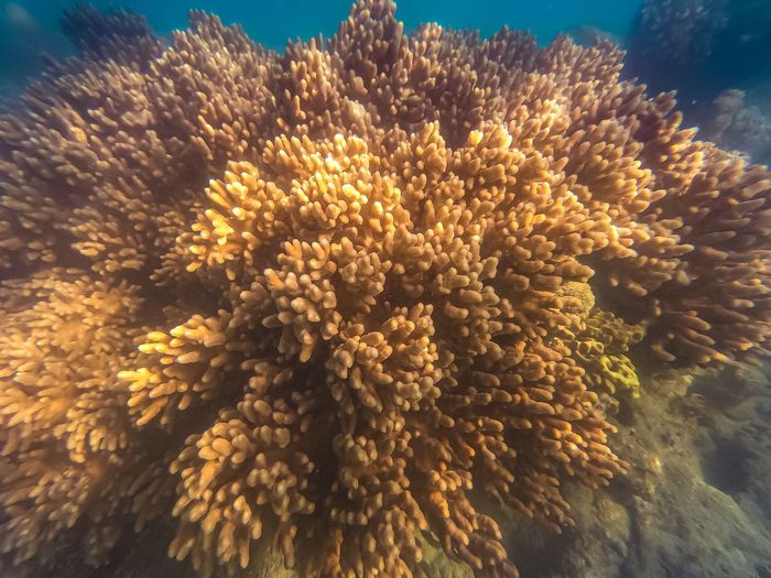 Close-up of coral on sea shore
