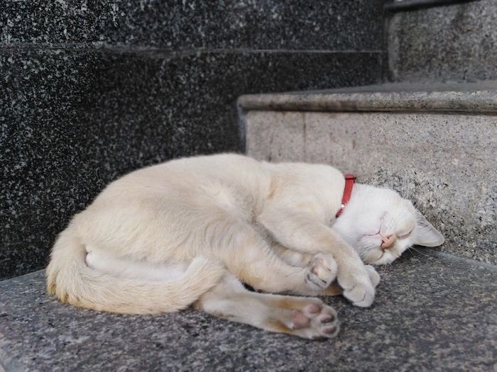 White cat sleeping on floor